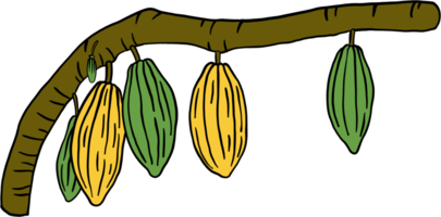 desenho de doodle de frutas de cacau png