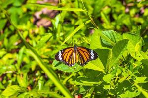 naranja, negro, amarillo, mariposa, mariposas, insecto, en, planta verde, tailandia. foto