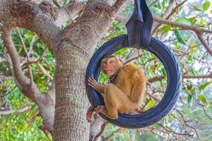 Monkey macaque chained on tires in jungle on beach Thailand. photo