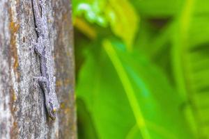Lizards geckos iguanas reptiles nature on stone rock branch Thailand. photo