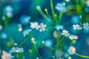 Marguerite daisies on meadow at sunset. Spring flower in forest field. Peaceful pastel colors, sunset blur bokeh trees, green grass meadow and white daisy flowers. Idyllic nature closeup countryside photo