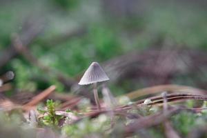 a filigree little mushroom on the forest floor in soft light. Macro shot nature photo