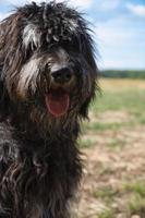 retrato de un perro goldendoodle. pelaje esponjoso, rizado, largo, de color marrón claro negro. perro foto