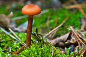 Orange filigree mushrooms in moss on forest floor. Macro view from the habitat. photo