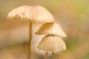 un grupo de pequeños hongos de filigrana, en el suelo del bosque con una luz suave. tiro macro foto