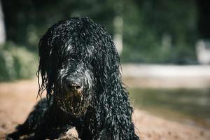 retrato de un perro goldendoodle. el perro está tirado en la playa con rizado húmedo foto