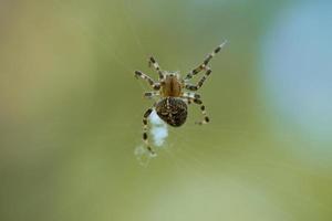 Cross spider crawling on a spider thread. Halloween fright. A useful hunter among