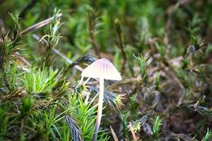 a filigree small mushroom on moss with light spot in forest. Forest floor. Macro photo