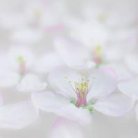 White flowers floating in water photo