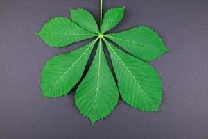 Pattern with fresh green chestnut leaves photo