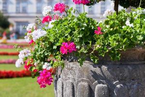 Bright heranium flowers in ancient stone pot photo
