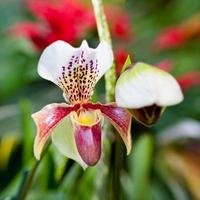 Pink Orchid Flowers on Leaves Background photo