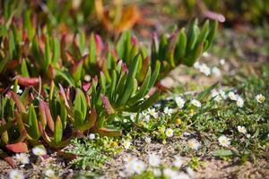 Primer plano de plantas suculentas y margaritas en la costa del océano portugal foto