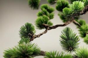 3d illustration. Realistic pine tree branch on white background photo