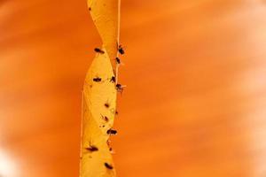 Dead flies on sticky tape, orange background. photo