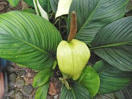 Spathiphyllum or peace lily ornamental plant growing in the yard photo