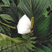 Spathiphyllum or peace lily ornamental plant growing in the yard photo