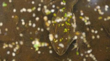 Frog floating in the pond with duckweed video