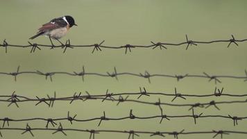 vogel Aan met weerhaken draad schutting, dichtbij omhoog en wazig achtergrond. vogel saxicola of zwart kop beitel vliegenvanger video