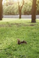 small fluffy squirrel sits on the grass photo