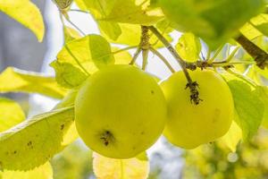 manzanas verdes en el árbol foto