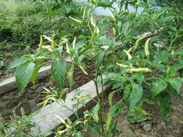 Chilli plants that are bearing fruit but are still green are not harvest time photo