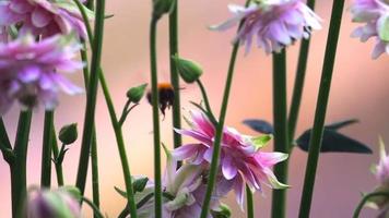 abejorro en flores de aquilegia decorativas rosas, cámara lenta video