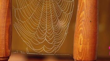 Close up view of spider web coverd with drops of moist with green leafs on the background. Vertical pan. video