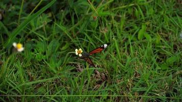 farfalla monarca danaus plexippus sul fiore video