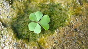 heart shape green grass best view photo