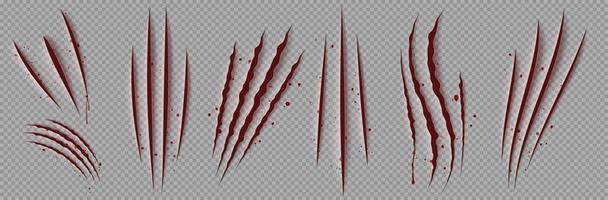 Blood scratches of wild animal claws vector