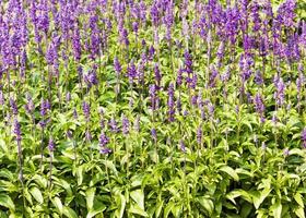 Blue Salvia plant photo