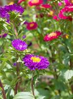 flor de aster en el jardín foto