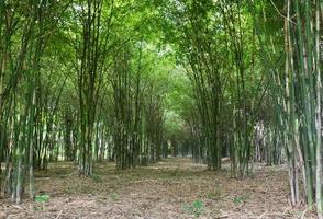 Bamboo trees forest photo