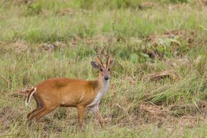 Barking deer in nature photo