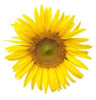 Yellow sunflower isolated on write background photo