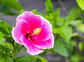 Pink hibiscus flowers photo