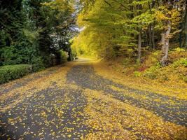 Trees and footpath road in autumn landscape in the forest. Park view in nature. photo