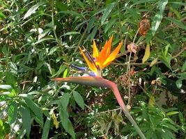 Bird of paradise flower closeup photo
