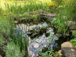 Goldfishes in a zen green garden pond photo