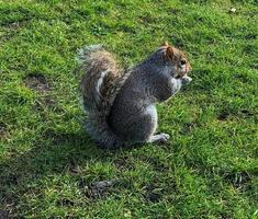 pequeña ardilla sentada y comiendo en la hierba foto