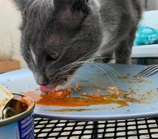 Cat licking canned tuna on a plate photo