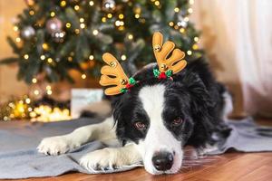 Funny cute puppy dog border collie wearing Christmas costume deer horns hat lying down near christmas tree at home indoors background. Preparation for holiday. Happy Merry Christmas concept. photo