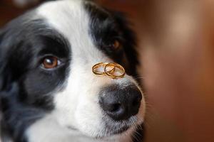 Will you marry me. Funny portrait of cute puppy dog border collie holding two golden wedding rings on nose, close up. Engagement, marriage, proposal concept. photo