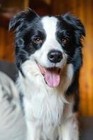 Funny portrait of puppy dog border collie sitting on couch indoor. Cute pet dog resting on sofa at home. Pet animal concept. Funny emotional dog. photo