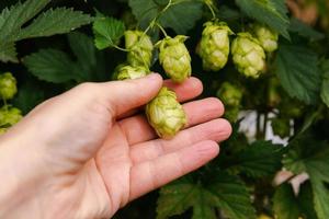 Farming and agriculture concept. Woman farm worker hand picking green fresh ripe organic hop cones for making beer and bread. Fresh hops for brewing production. Hop plant growing in garden or farm. photo