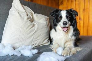 Naughty playful puppy dog border collie after mischief biting pillow lying on couch at home. Guilty dog and destroyed living room. Damage messy home and puppy with funny guilty look. photo