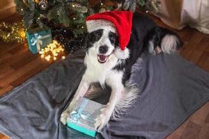 Funny cute puppy dog border collie wearing Christmas costume red Santa Claus hat with gift box lying down near Christmas tree at home indoor. Preparation for holiday. Happy Merry Christmas concept. photo