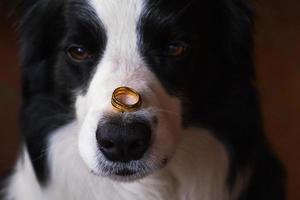 Will you marry me. Funny portrait of cute puppy dog border collie holding two golden wedding rings on nose, close up. Engagement, marriage, proposal concept. photo