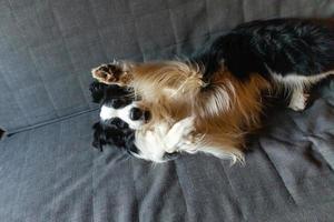 Cute puppy dog border collie lying down playing with funny face on couch at home indoors. Pet dog resting ready to sleep on cozy sofa. Pet care and animals concept. photo